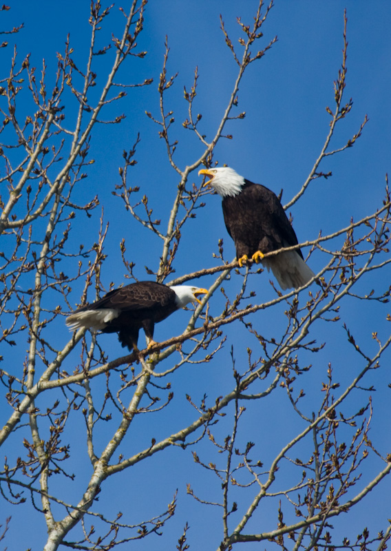 Bald Eagles In Tree